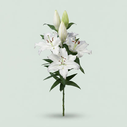 Lily - Lilium - Severn