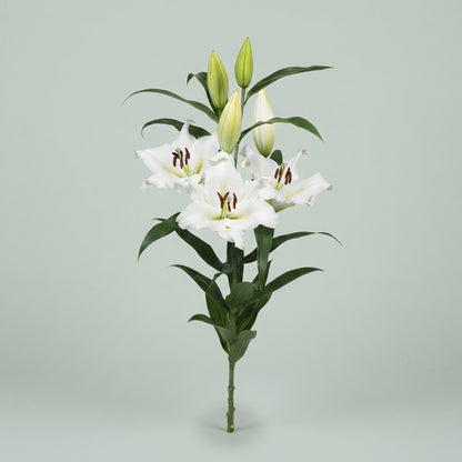 Lily - Lilium - Sempione