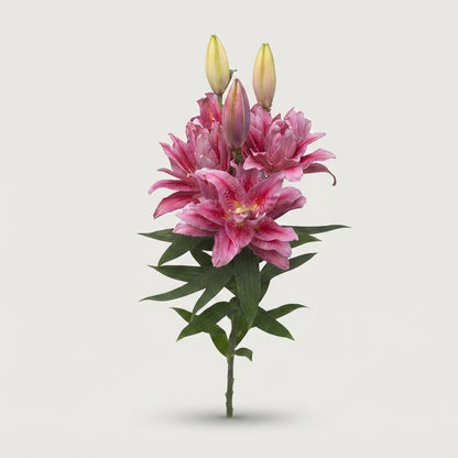 Double Lily - Lilium - Roselily Viola