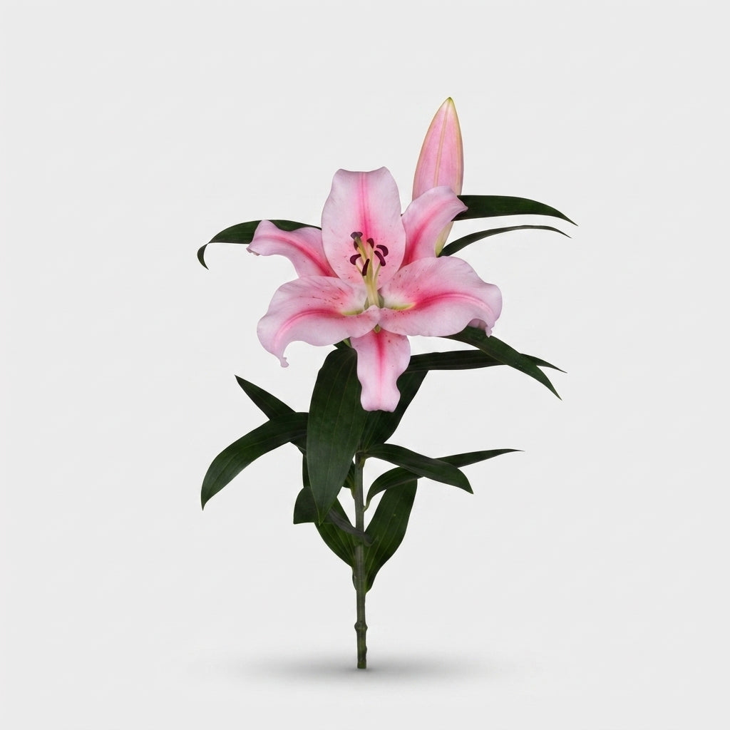 Lily - Lilium - Frontera