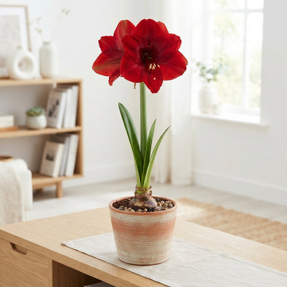 Red Lion Amaryllis