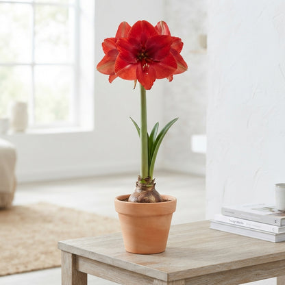 Amaryllis Gervase