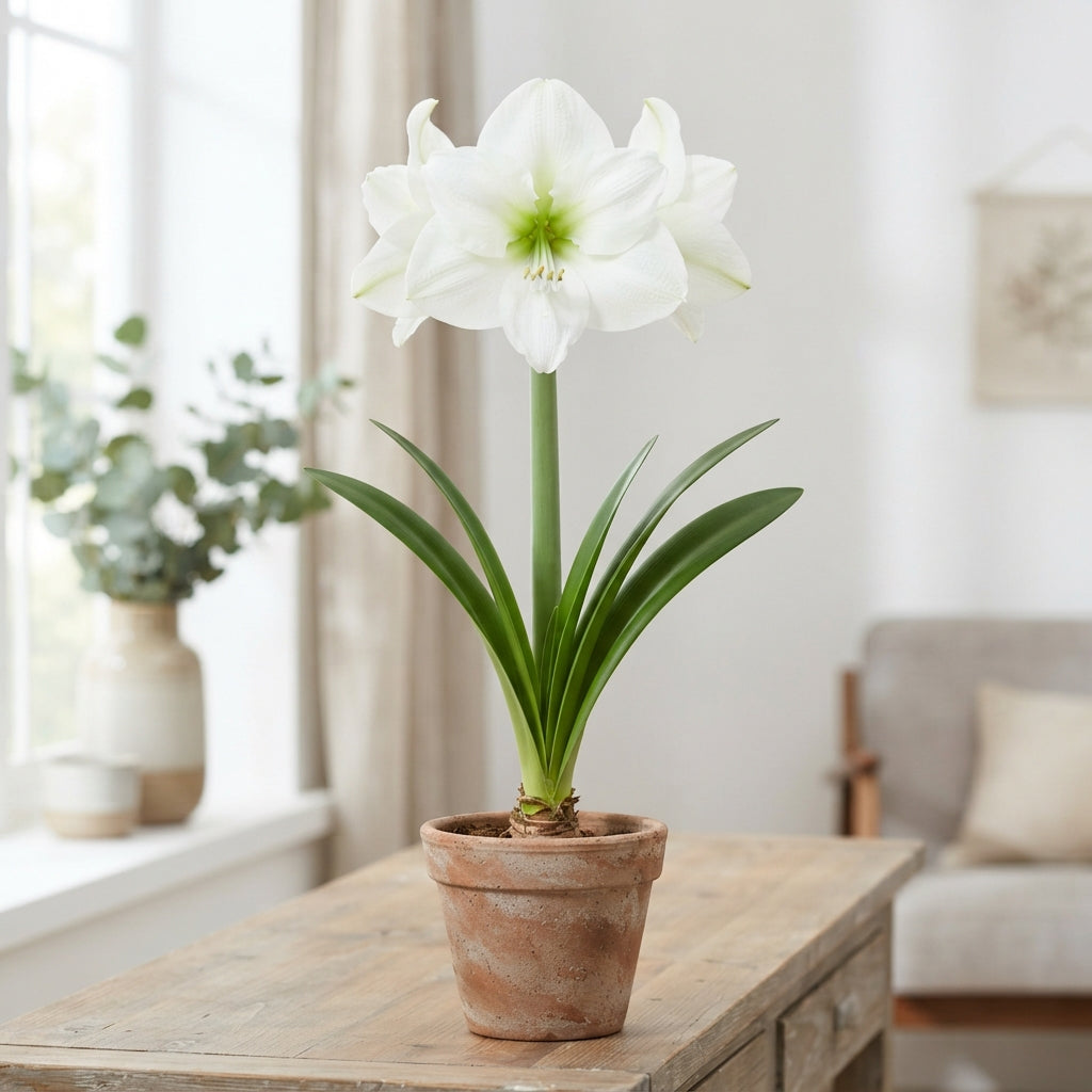 White Amaryllis ‘Casablanca’ – 70cm Stems