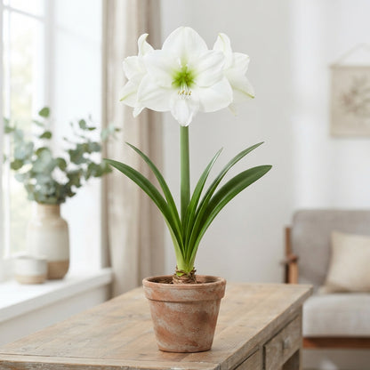 White Amaryllis ‘Casablanca’ – 70cm Stems