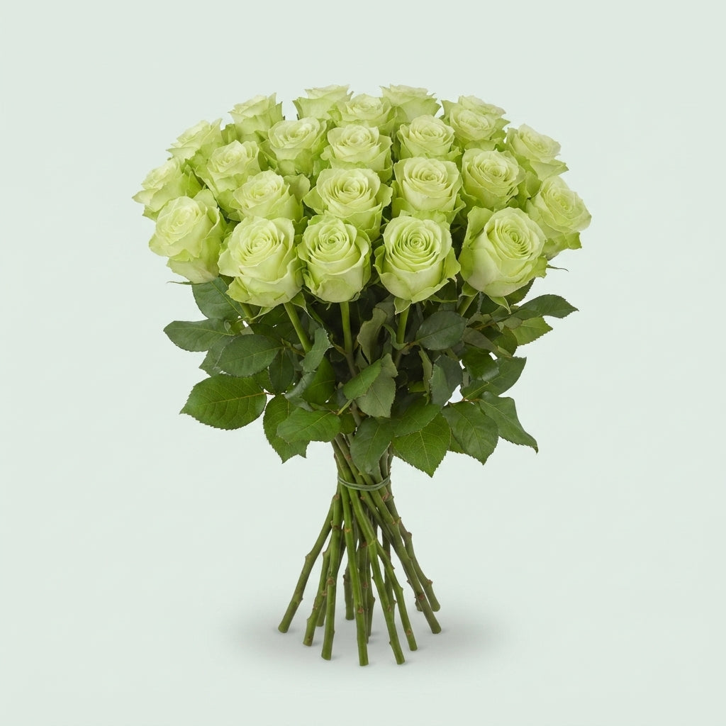 Rose - Rosa - Noëlle