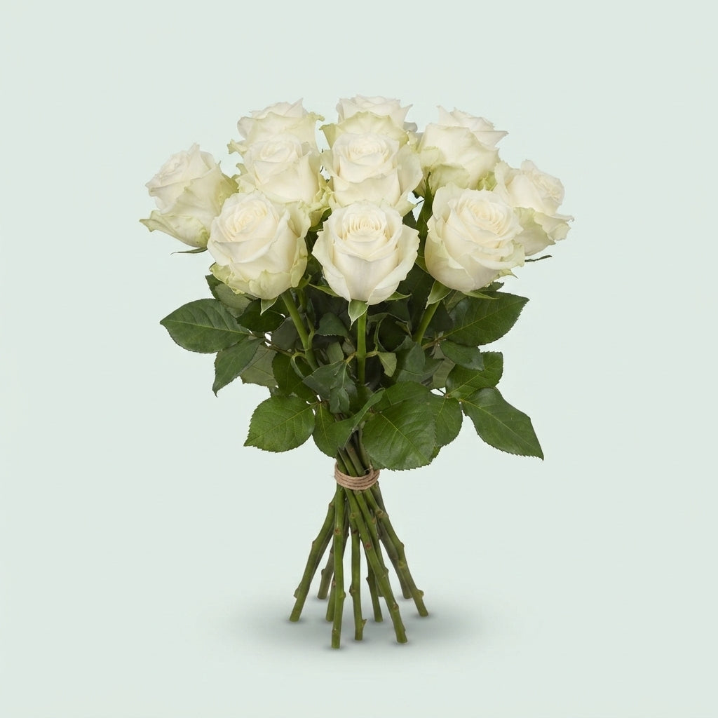 Rose - Rosa - Noëlia