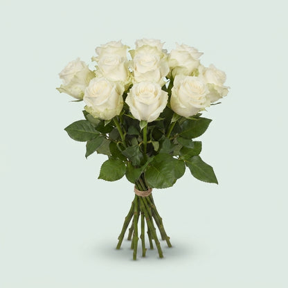 Rose - Rosa - Noëlia