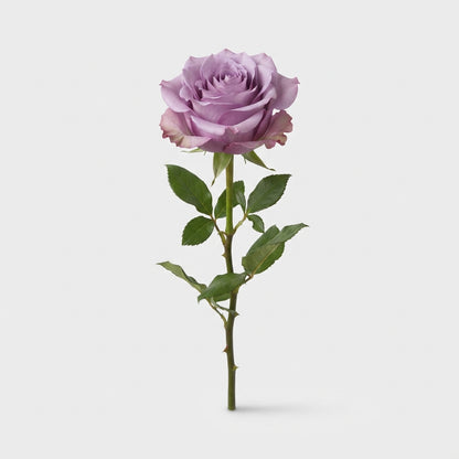Rose - Rosa - Moody Blues