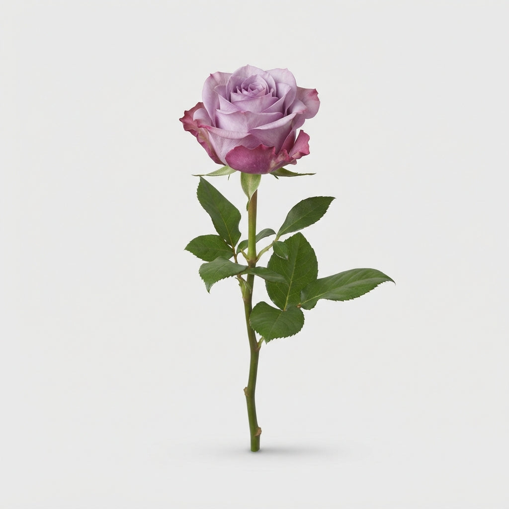 Rose - Rosa - Menta