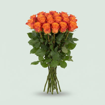 Rose - Rosa - Mariyo