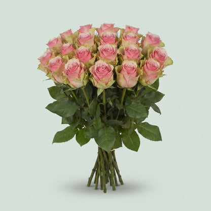 Rose - Rosa - Belle Rose