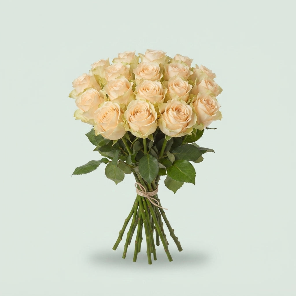 Rose - Rosa - Large Flowered