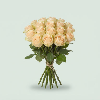 Rose - Rosa - Large Flowered