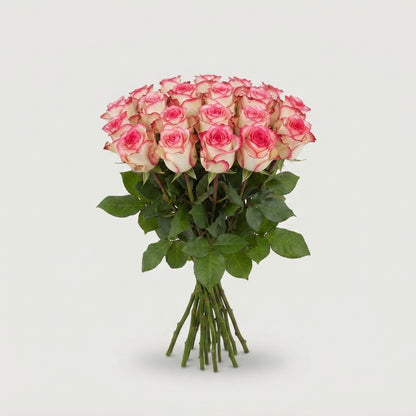 Rose - Rosa - Jumilia