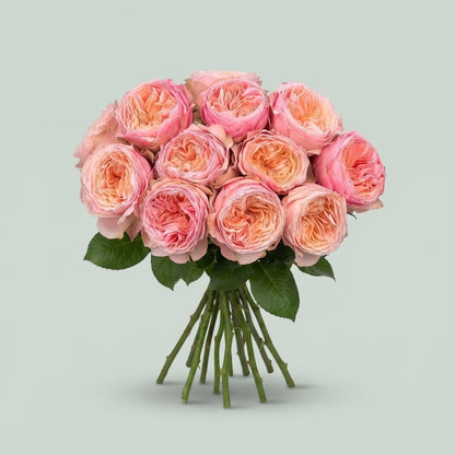 Rose - Rosa - Harper