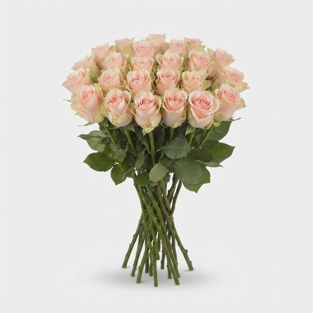 Rose - Rosa - Harmony in Peach