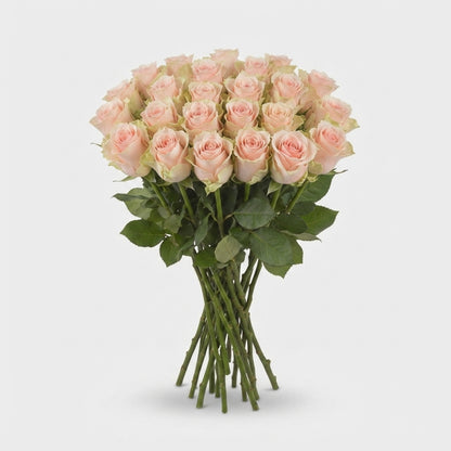 Rose - Rosa - Harmony in Peach