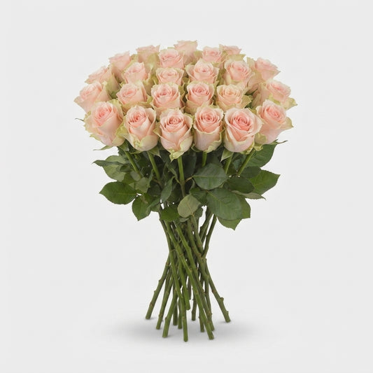 Rose - Rosa - Harmony in Peach