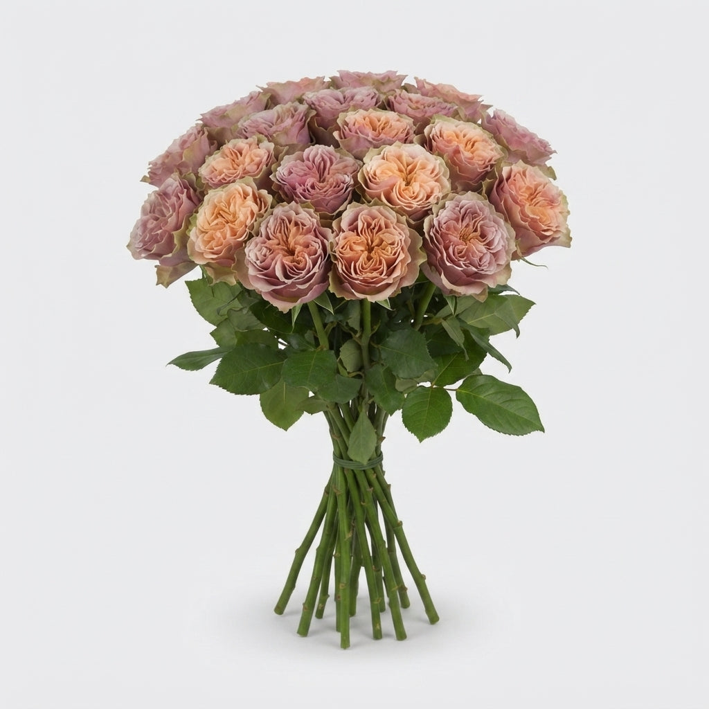Rose - Rosa - El Patron