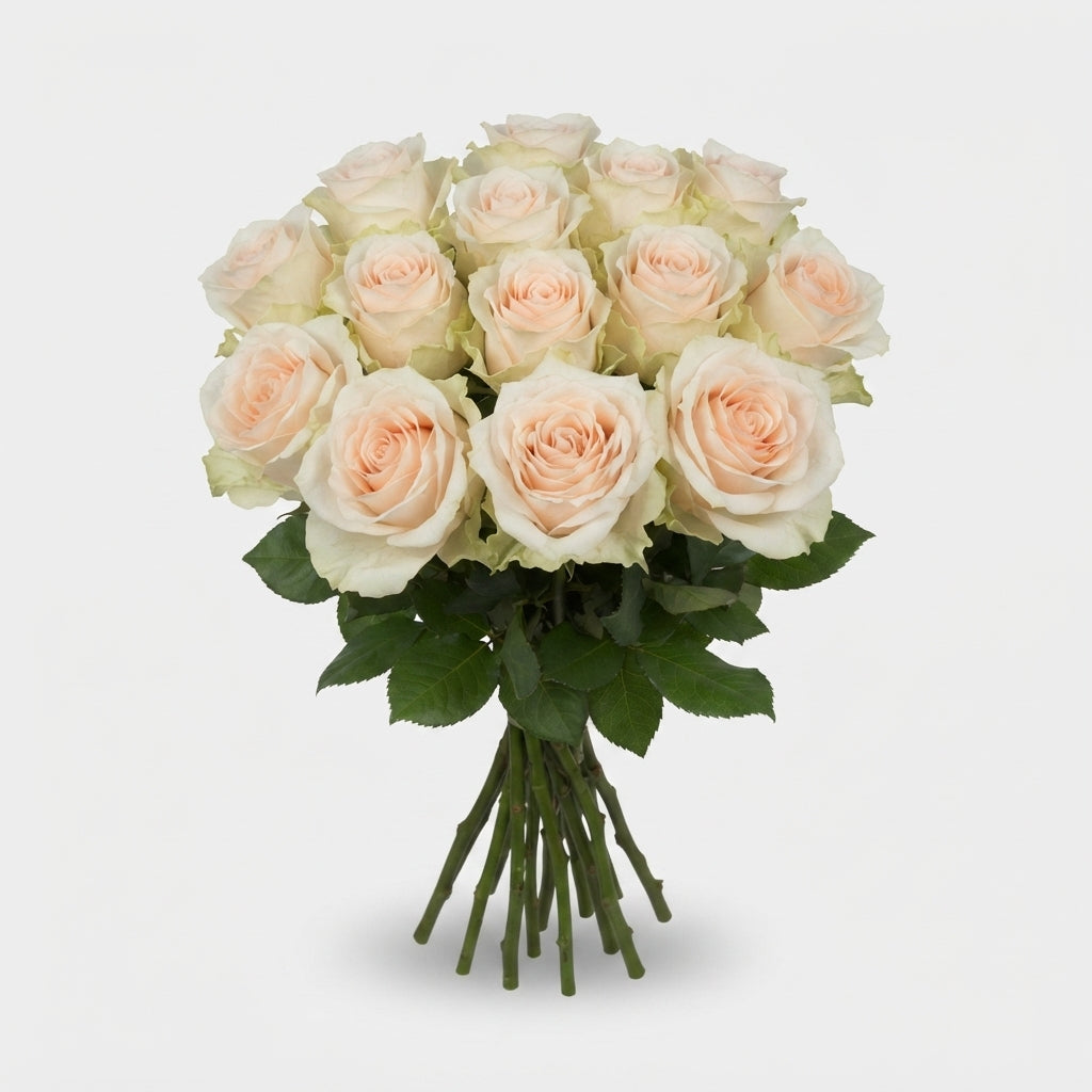 Rose - Dorchester+