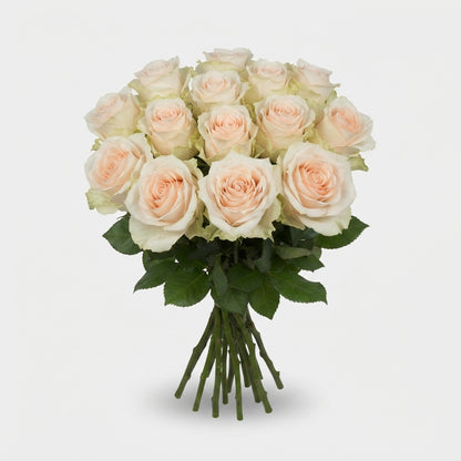 Rose - Dorchester+