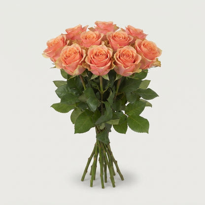 Rose - Rosa - Dividend