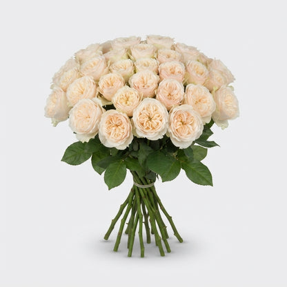 Rose - Rosa - Darlington