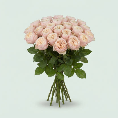 Rose - Rosa - Chiffon