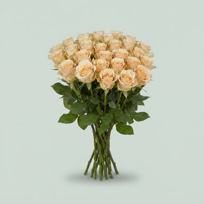 Rose - Rosa - Charmant