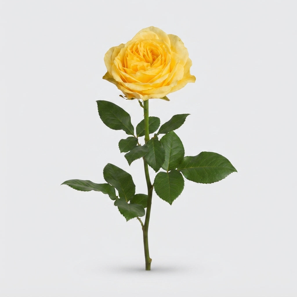 Rose - Rosa - Buttercup