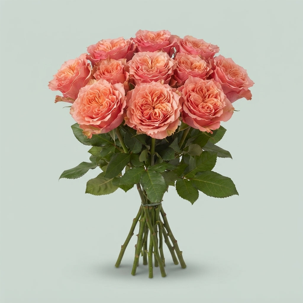 Rose - Rosa - Blushing Reeva