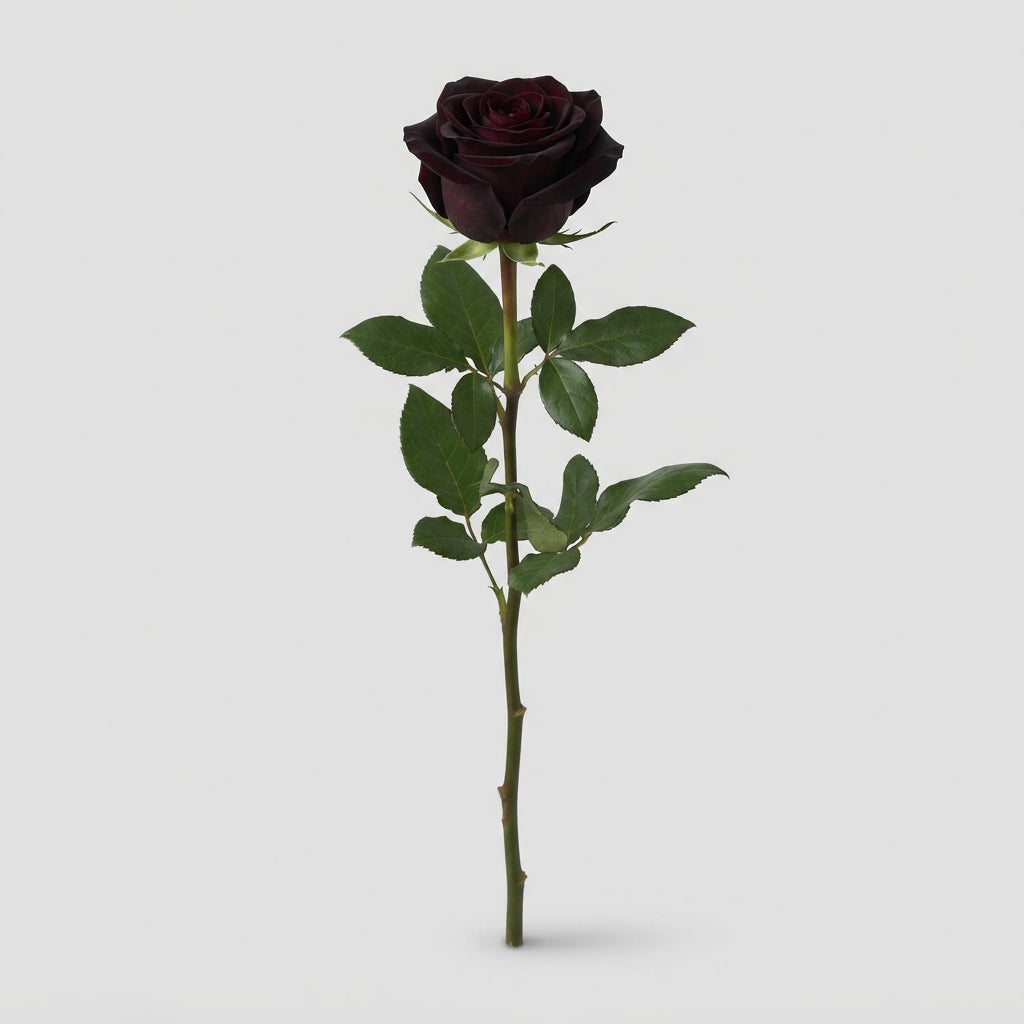 FeedSync:wholesale:23c1f2361a5f5984efef097b68f706a3ed454475