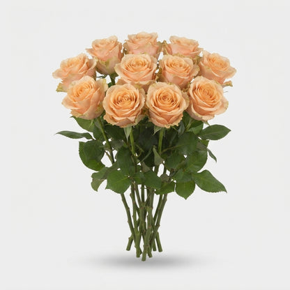 Rose - Rosa - Bellini