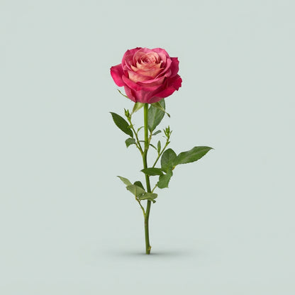 Rose - Rosa - Be Sweet