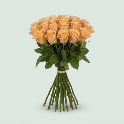 Rose - Rosa - Alchemy