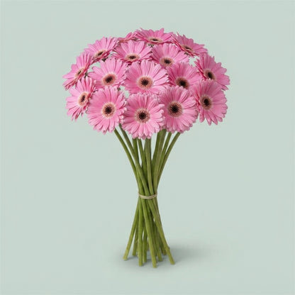 Gerbera - Gerbera - Dreamer