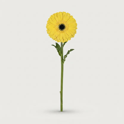 Gerbera - Gerbera - Don Leo