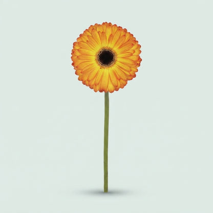 Gerbera - Gerbera - Catwalk