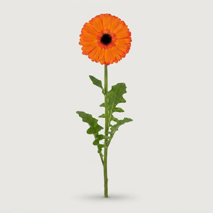 Gerbera - Gerbera - Applause