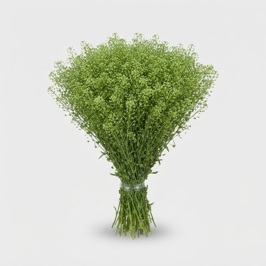 Green Lepidium Bell Filler Flowers – 80cm Stems