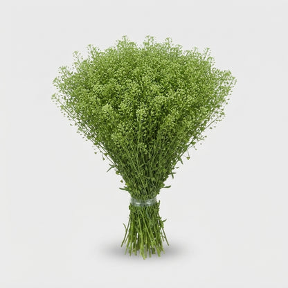 Green Lepidium Bell Filler Flowers – 80cm Stems