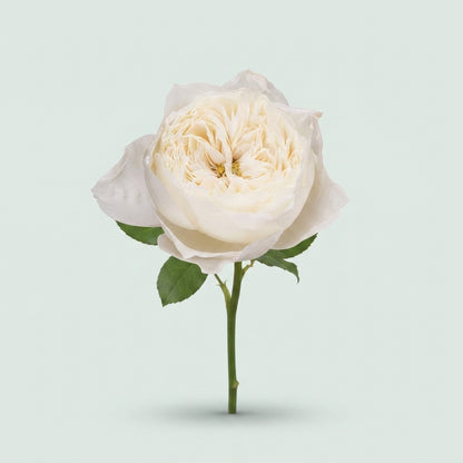 Rose Garden - Rosa - White Cloud