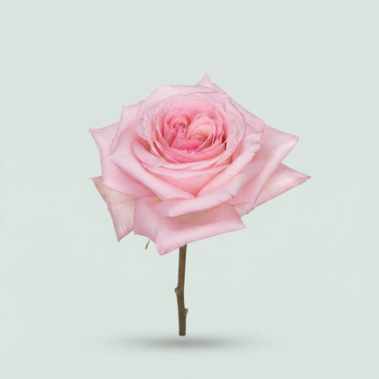 Rose - Rosa - O'Hara