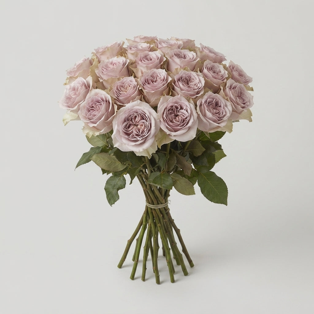 Rose - Rosa - Notre Dame+