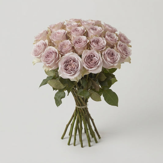 Rose - Rosa - Notre Dame+