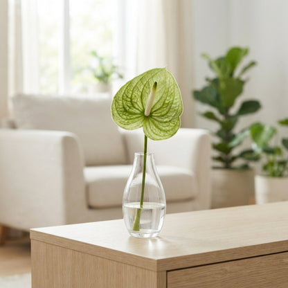 Green Anthurium Extase Cut Flowers – 40cm Stems