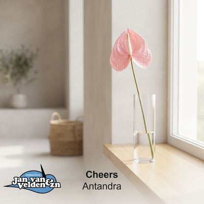 Pink Anthurium Antandra Cut Flowers – 55cm Stems