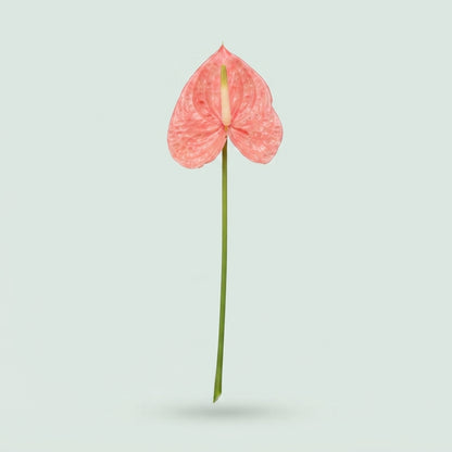 Pink Anthurium Antandra Cut Flowers – 55cm Stems
