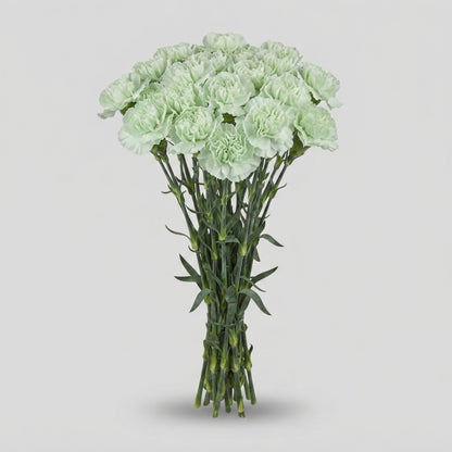 Carnation - Dianthus - Prado Mint