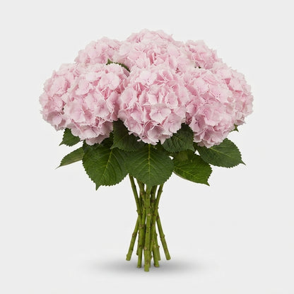 Hydrangea - Hydrangea - Verena